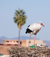Marrakech