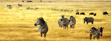 Tanzanie