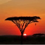 H�tels Parque Nacional Serengeti 