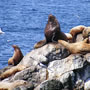 Seward (Alaska)