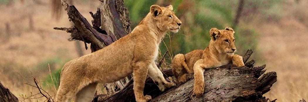 Parc national du Serengeti