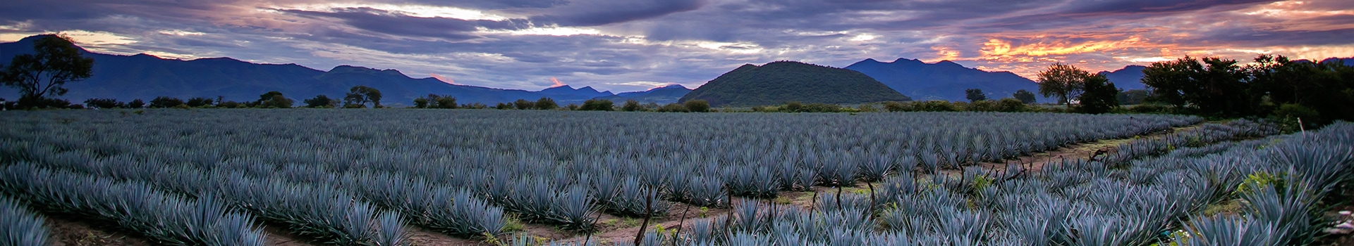 Votre voyage **Tequila** commence ici