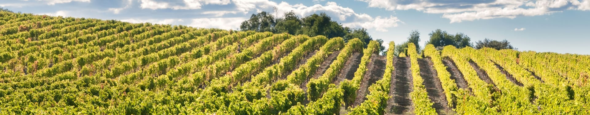 Grande route entre vignes et modernisme en Catalogne