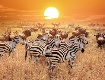 Kenya Kenya
