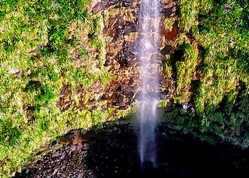 Parc national des gorges de Rivière Noire