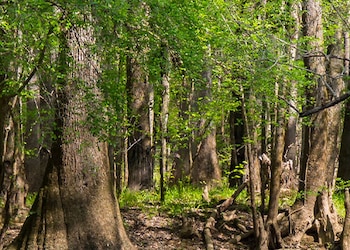 Congaree National Park - Sc