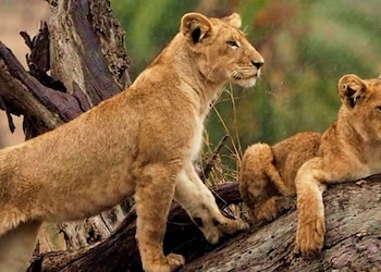 Parc national du Serengeti