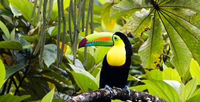 Tortuguero, Arenal, Monteverde et Guanacaste Tortuguero, Arenal, Monteverde et Guanacaste