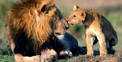 Circuit privé Chuuut... le lion dort ! Circuit privé Chuuut... le lion dort !