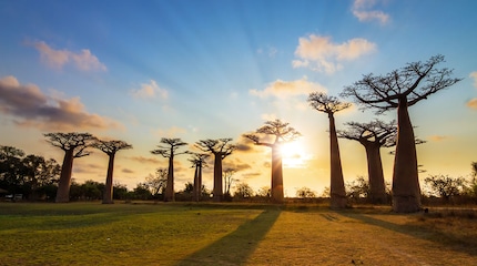 Afrique Afrique