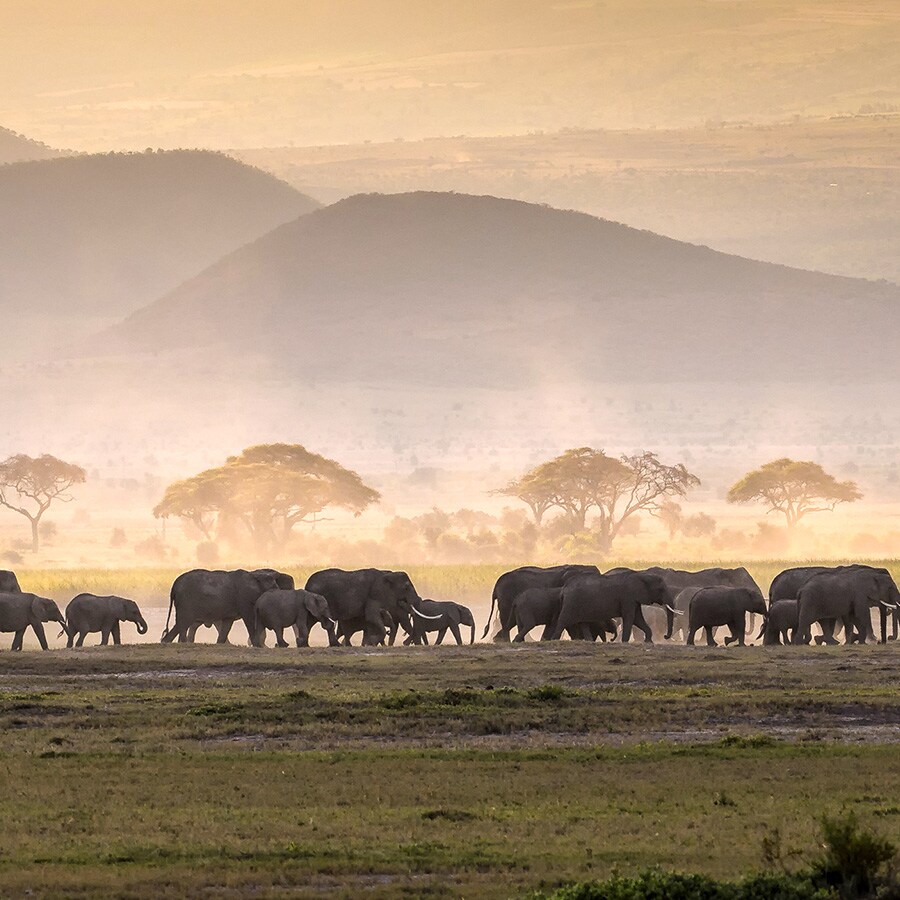 le meilleur safari en tanzanie