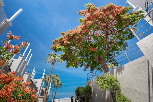 Gallery - Los Olivos Beach Resort