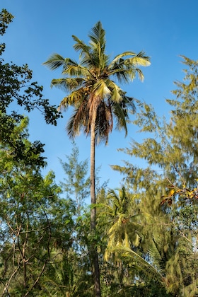 Gallery - Hakuna Majiwe Beach Lodge