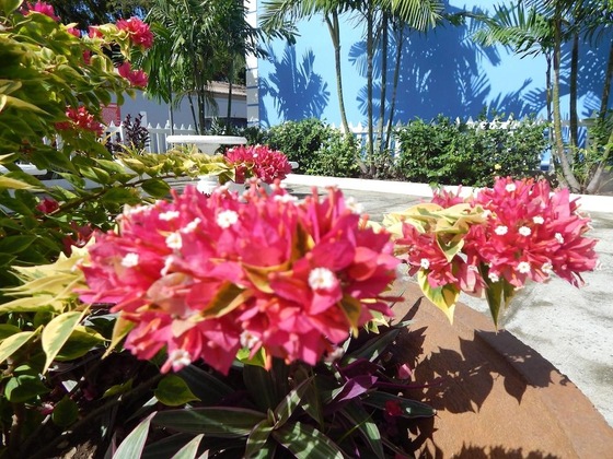 Gallery - Green Palm Boutique Hotel