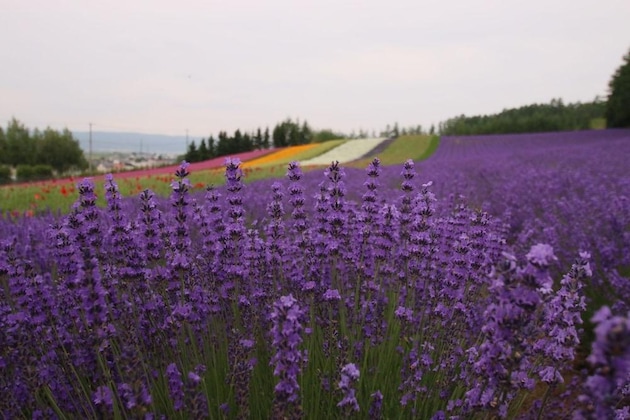 Gallery - Furano Shiyuirin