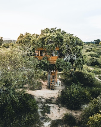 Gallery - Leopard Nest In Yala