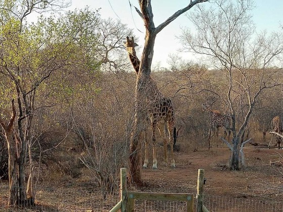 Gallery - Call Of The Wild Lodge