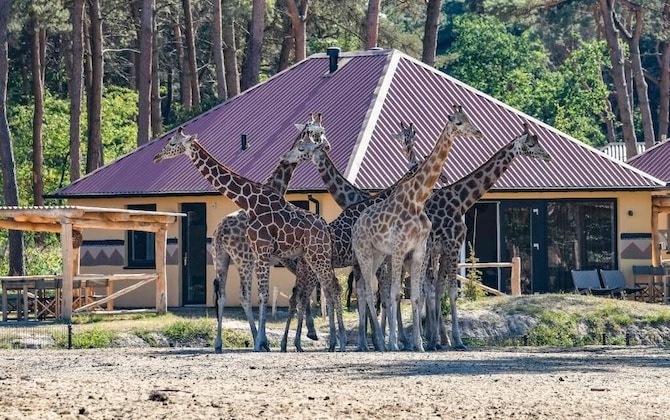 Gallery - Safari Resort Beekse Bergen
