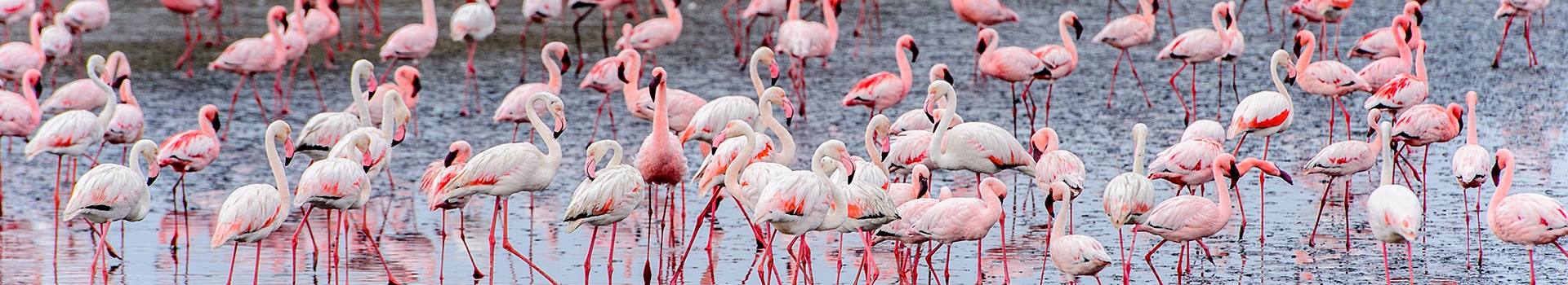Walvis Bay - Rooikop