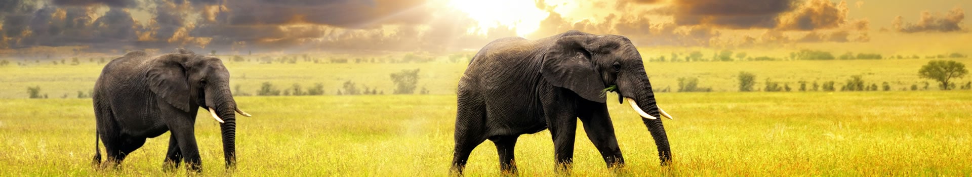 Tanzanie