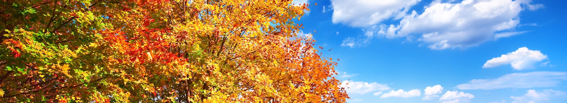 Escapades en automne