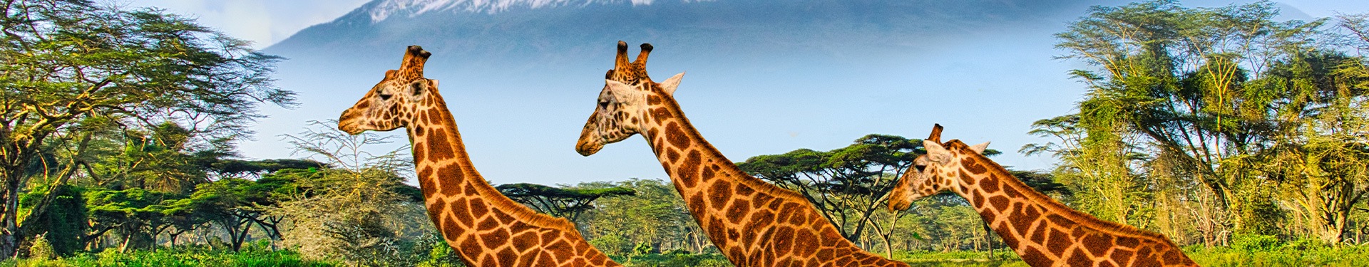 Masai Mara, Naivasha et Amboseli avec la plage de Diani