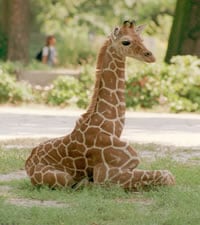 Zoo de Frankfort
