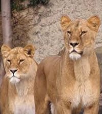 Zoo Artis
