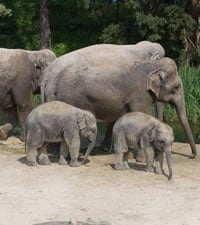 Zoo Zurcher