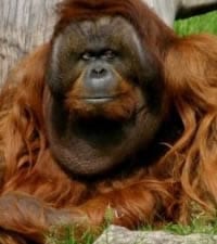 Zoo de Berlin