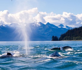 Meilleures offres de croisières au départ de Juneau (Alaska)