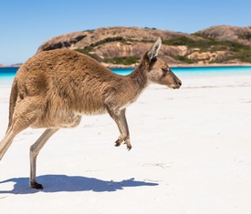 Meilleures offres de croisières à Kangaroo Island (Australia).