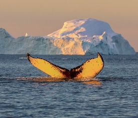 Meilleures offres de croisières à Ilulissat (Groenland).