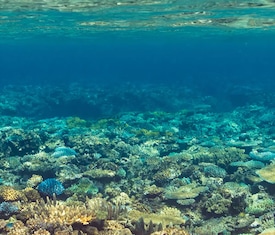 Meilleures offres de croisières à Inyeug (Mystery Island, Vanatu).