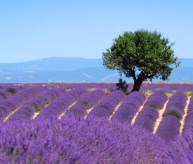 Meilleures offres de croisières à Toulon (France).