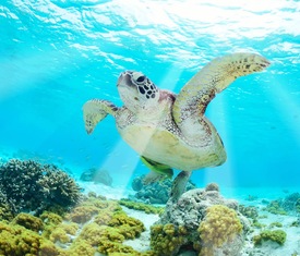 Meilleures offres de croisières Iles Galapagos