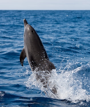 Observation des dauphins et des baleines