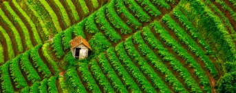 Java oriental
