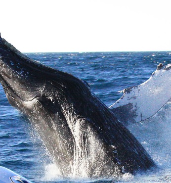 Puerto Madryn (Argentine)