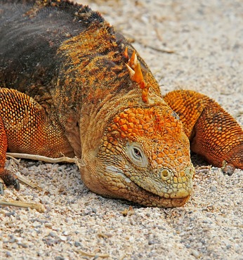 Cerro Dragon (île Sta Cruz-Galapagos)