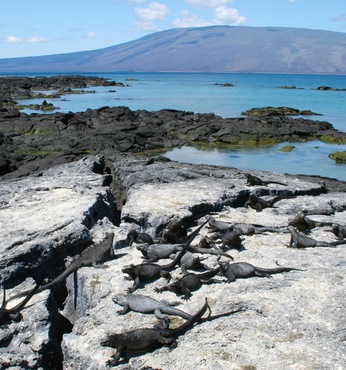 Punta Espinoza (île Fernandina-Galapagos)