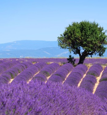 Toulon (France)