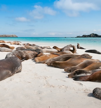 Gardner Bay (île Española - Galapagos)