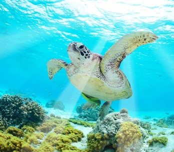Iles Galapagos