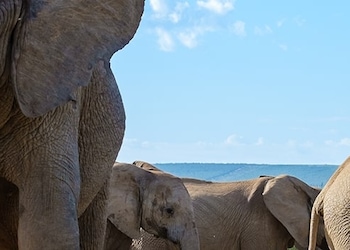 Parc national des Éléphants d'Addo