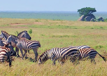 Parque Nacional de Amboseli