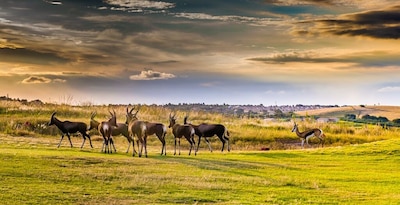 Safari Dream, Chutes Victoria et Parc Chobe 2026 - 14J/11N
