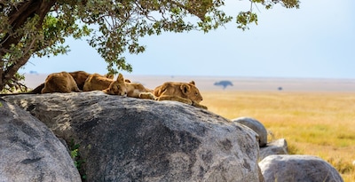 Couleurs de Tanzanie - 10J/7N - 2026