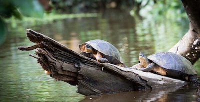 Cap sur le Costa Rica et Tortuguero - 13J/11N - 2026 - Limité à 20 pers.