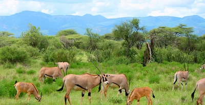 De Tarangire à Masai Mara